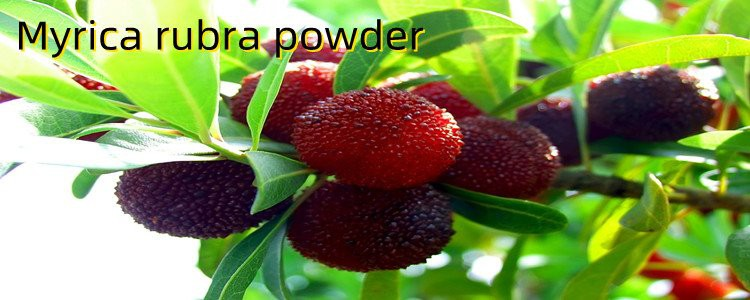 Myrica Rubra Powder.png